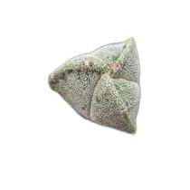 Cacto Astrophytum Myriostigma 3 k - Rarissimo Cacto Astrophytum Myriostigma 3 k - Rarissimo