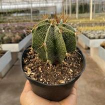 Cacto Astrophytum Ornatum Pote 11 - Super Colecionavel Cacto Astrophytum Ornatum Pote 11 - Super Colecionavel