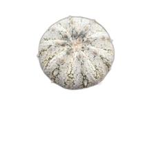 Cacto astrophytum super kabuto snow