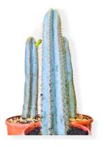 Cacto Azul Matriz 35 A 50 Cm Pilosocereus top para colecionador Cacto Azul Matriz 35 A 50 Cm Pilosocereus top para colecionador