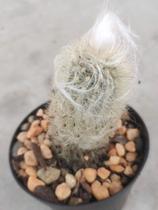 Cacto Barba de Veio Cacto Barba de Veio