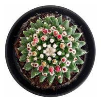 Cacto Bola Cactus Mammillaria Polythele