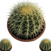 Cacto Bola Poltrona Cadeira De Sogra Cuia 18 Top De Linha