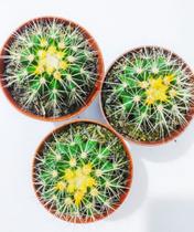 Cacto Bola Poltrona Cadeira De Sogra Mudas Lindas