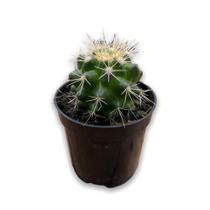 Cacto Bola Poltrona Cadeira De Sogra Pt 06 1 und