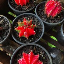 Cacto bola vermelho gymnocalycium mihanovichii Cacto bola vermelho gymnocalycium mihanovichii