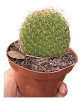 Cacto Bolacha Ou Opuntia Picnantha Pote 11 Cacto Bolacha Ou Opuntia Picnantha Pote 11