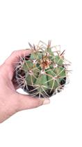 Cacto Cabeça Ou Coroa De Frade Melocactus Zehntneri Cacto Cabeça Ou Coroa De Frade Melocactus Zehntneri
