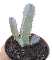 Cacto Caralluma Speciosa Pote 11 - Coleção/raro