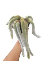 Cacto cauda de macaco Planta natural vaso suspenso