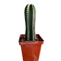 Cacto Cereus Marginatus Muda Linda E Saudável Top Coleção