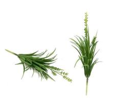 Cacto com broto verde