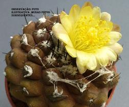 Cacto Copiapoa Chileno Planta De Coleção Rara