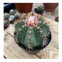 Cacto Coroa De Frade Com Coroa Linda Plantada No Vaso