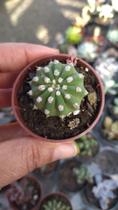 Cacto Dominó ou Echinopsis subdenudata 6 cm (pequeno) Cacto Dominó ou Echinopsis subdenudata 6 cm (pequeno)