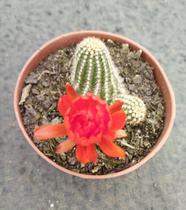 Cacto Echinopsis Chamaeceus Cacto Echinopsis Chamaeceus