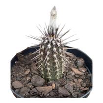 Cacto Echinopsis Mirabilis Pote 11 Cacto Echinopsis Mirabilis Pote 11