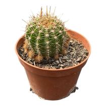 Cacto Echinopsis Tubiflora Lindo E Saudável Coleção top Cacto Echinopsis Tubiflora Lindo E Saudável Coleção top