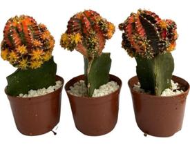 Cacto Enxertado Colorido Para Colecionadores