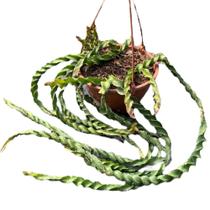 Cacto Espiral Pendente Ripsalis Muda Cultivador de Decoração