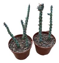 Cacto Euphorbia Aeruginosa Planta Raríssima Coleção Lindas - Ta na Mão