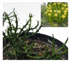 Cacto Euphorbia Flavaganii Cabeça De Medusa Top De Linha - Ta na Mão