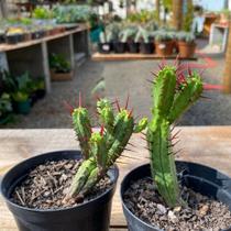 Cacto Euphorbia Heptagona Linda Muda Saudável