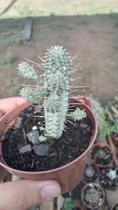 Cacto Euphorbia Mammilaris Variegata