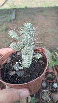 Cacto Euphorbia Mammilaris Variegata - Suculentaseciasc