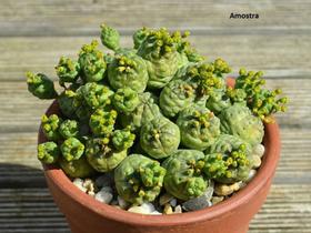 Cacto Euphorbia Pseudoglosa Obesa Muda Top De Linha - Ta na Mão