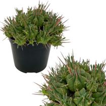 Cacto Euphorbia Pulvinata Marloth Top De Linha Para Coleção