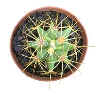 Cacto Ferocactus Histix vaso 11 cm Cacto Ferocactus Histix vaso 11 cm