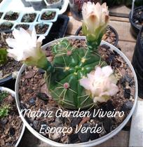 Cacto Flor Rosa Muda de Suculenta em Vaso 11 cm