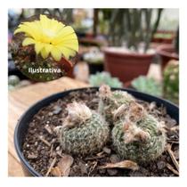 Cacto Frailea Pumila Colônia Cinza top de linha