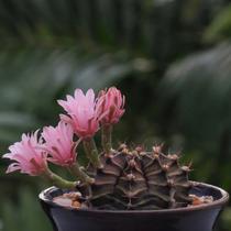 Cacto Gymnocalycium mihanovichii - Planta Ornamental