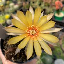 Cacto Lobivia arachnacantha (black) flor amarelo claro