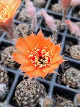 Cacto Lobivia arachnacantha - Espécie Fascinante para Colecionadores Cacto Lobivia arachnacantha - Espécie Fascinante para Colecionadores