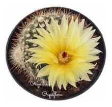 Cacto Lobivia Tiegeliana Flor Amarela Planta Adulta Rara