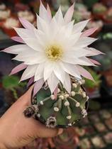 Cacto Lua - Echinopsis Subdenudata - Planta Suculenta Exótica Cacto Lua - Echinopsis Subdenudata - Planta Suculenta Exótica