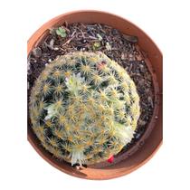 Cacto Mamillaria Schideana Colecionador Cacto Mamillaria Schideana Colecionador