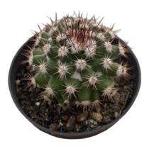 Cacto Mammillaria Mammillaris pote 6 cm (pequeno) Cacto Mammillaria Mammillaris pote 6 cm (pequeno)