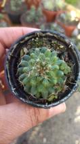 Cacto Mammillaria Nejapensis