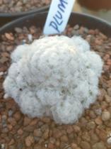 Cacto Mammillaria Plumosa Mexicana- planta de coleção