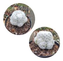 Cacto Mammillaria Plumosa Méxicana Planta Linda Top De Linha