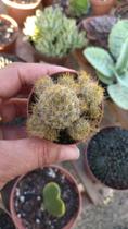 Cacto MAMMILLARIA PROLIFERO