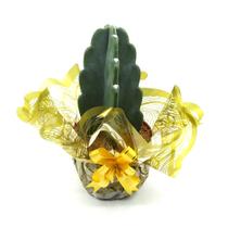 Cacto Mandacaru Sem Espinhos - Planta Decorativa Natural