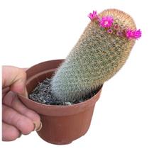 Cacto membro ou MAMMILLARIA SPINOSISSIMA Cacto membro ou MAMMILLARIA SPINOSISSIMA