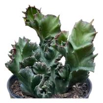 Cacto monstro decoração presente lindo luxo