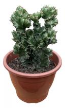 Cacto monstro (Sereia Verde) pote 19 adulto c/vaso