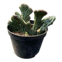 Cacto Monvillea Spegazzinii-rabo De Seria Azul-raro Euforbia